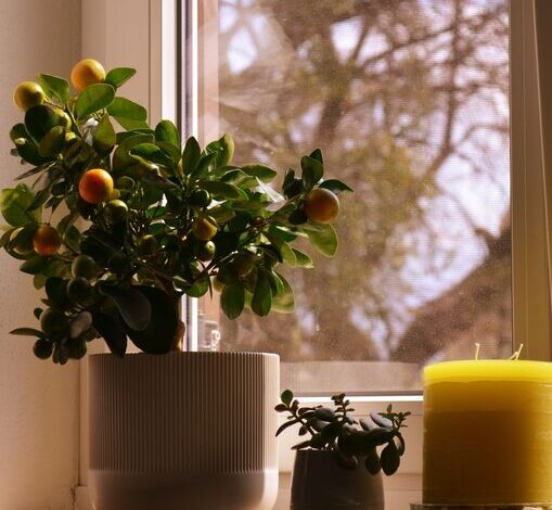 How to Refresh Your Home with Plants: Easy Tips for a Greener Space